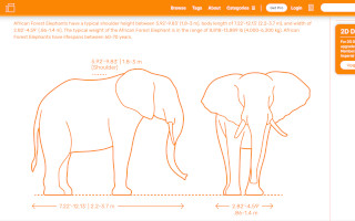 Dimension size of objects, plants, humans and animals